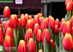 Tulipa Hennie vander Most ® (3)